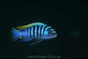 Cynotilapia zebroides 'Mbenji Island'